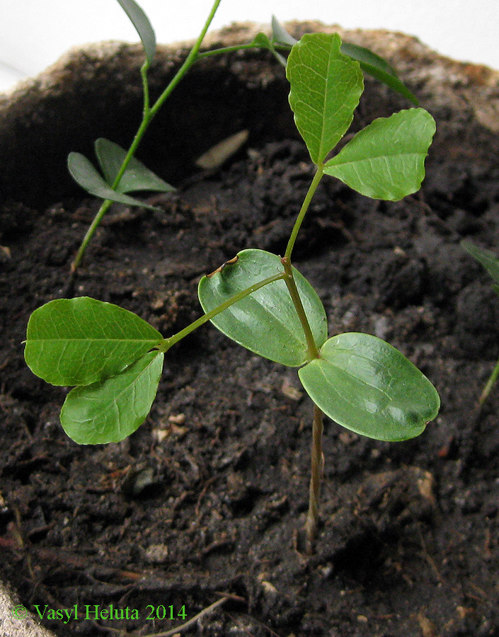 Image of Ceratonia siliqua specimen.