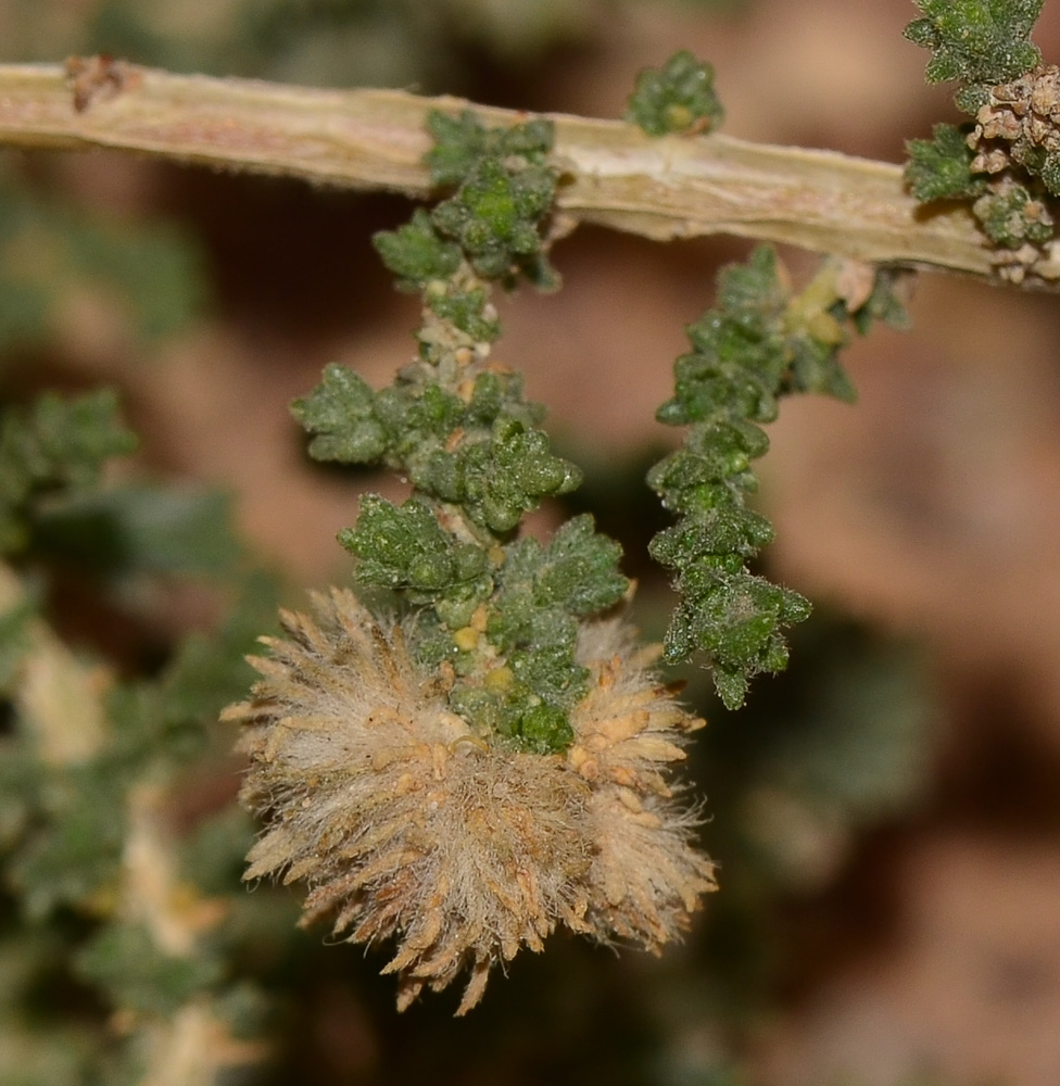 Image of Salsola imbricata specimen.