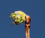 genus Viburnum. Распускающаяся почка. Германия, г. Дюссельдорф, Ботанический сад университета. 13.03.2014.