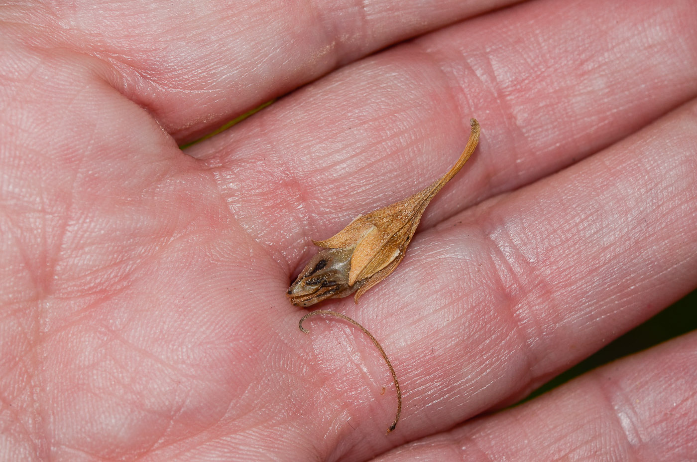 Image of Eremophila polyclada specimen.