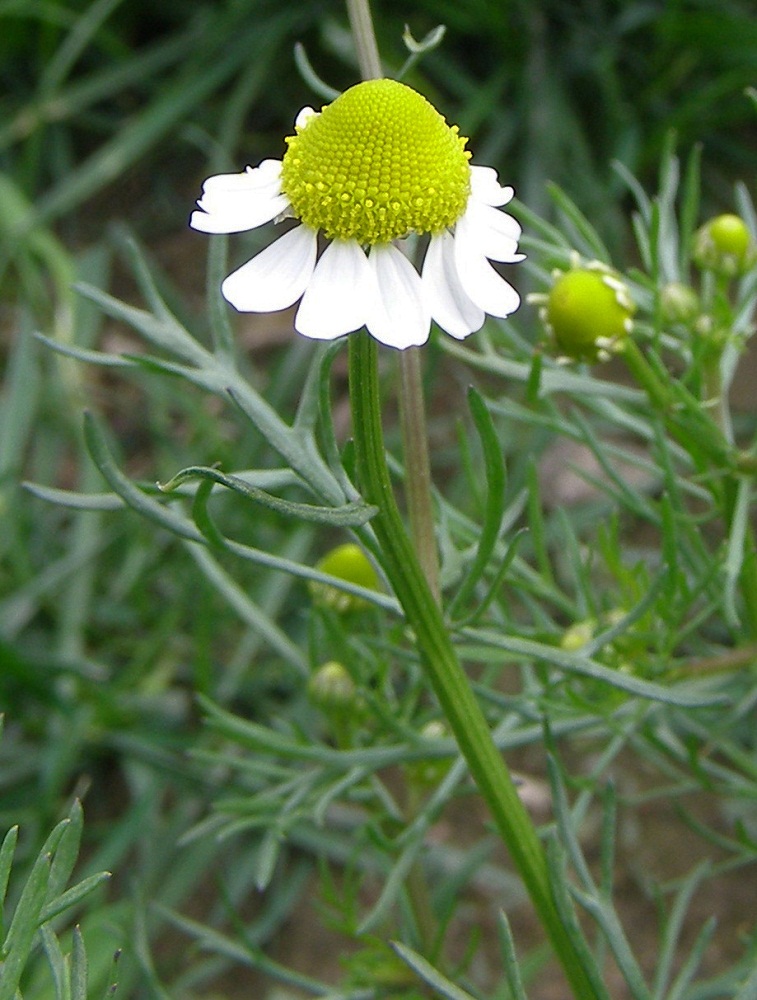 Image of Matricaria recutita specimen.