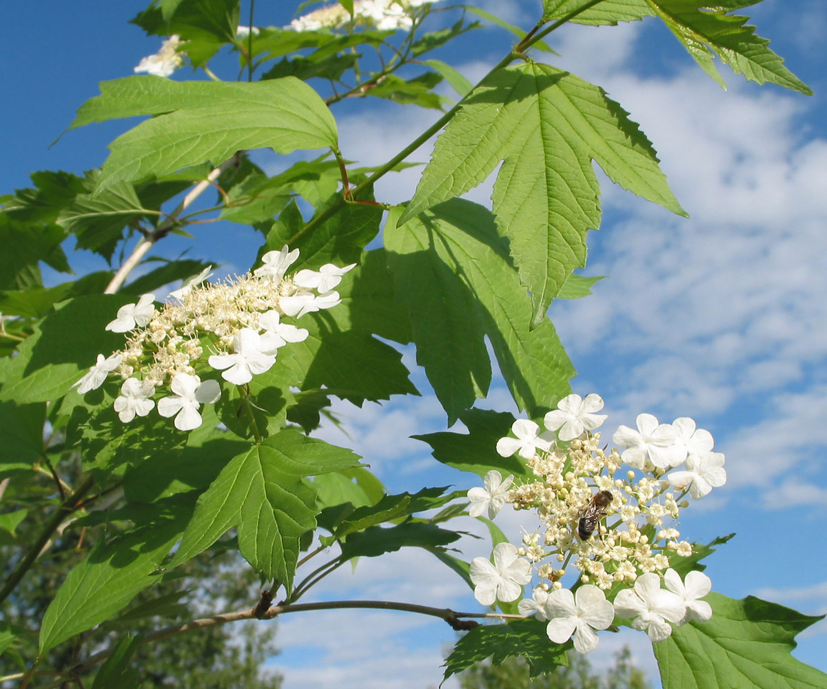 Image of Viburnum opulus specimen.