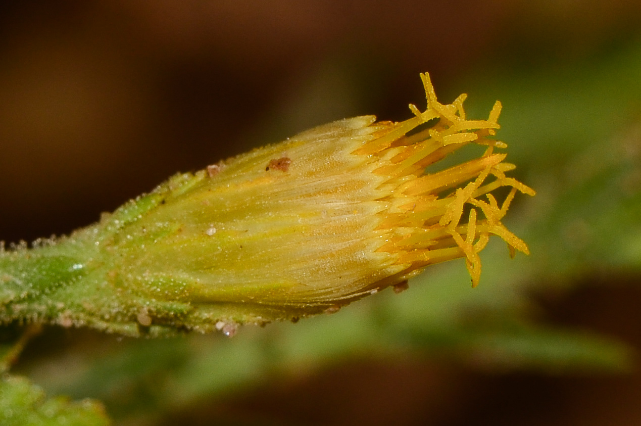 Image of Iphiona scabra specimen.