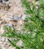 Mutellina adonidifolia. Верхушки побегов. Германия, г. Дюссельдорф, Ботанический сад университета. 04.05.2014.