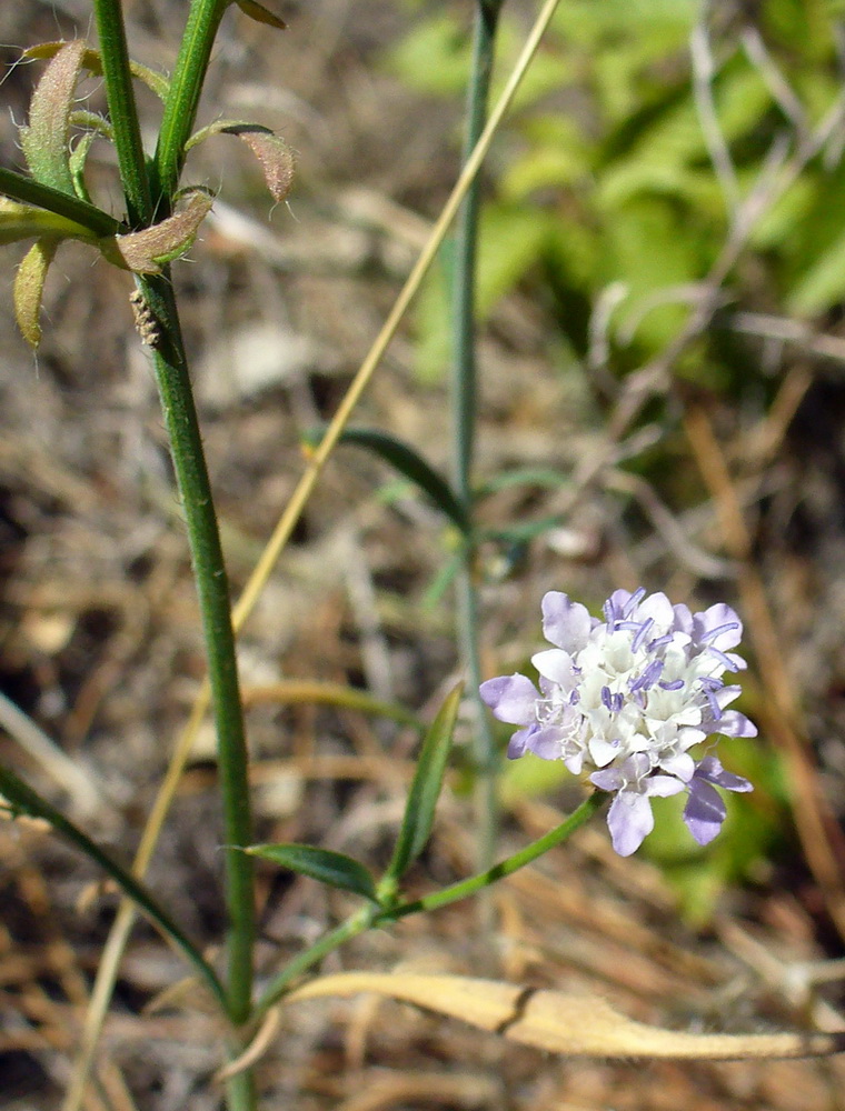Image of Cephalaria transsylvanica specimen.