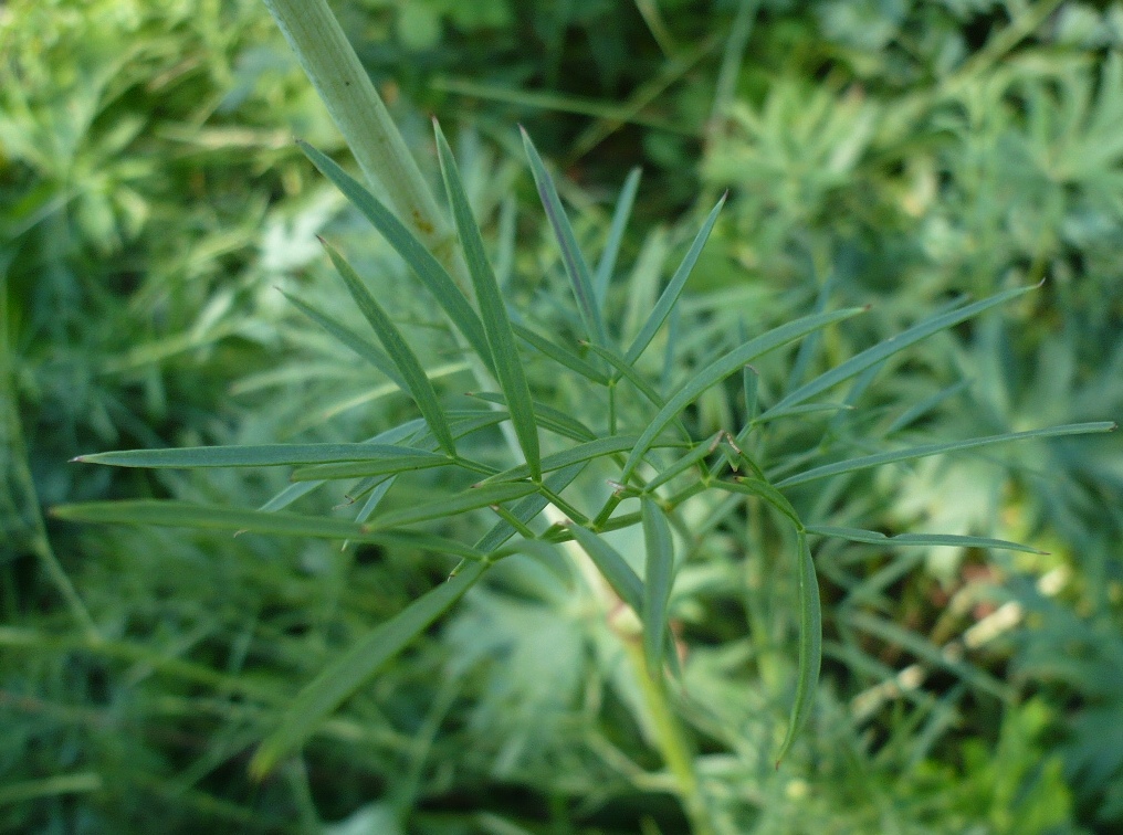 Изображение особи Peucedanum morisonii.