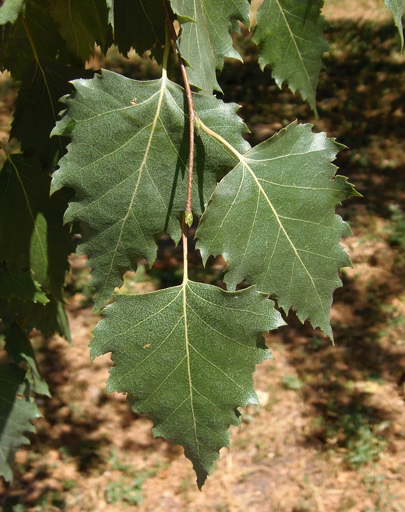 Image of Betula pendula specimen.