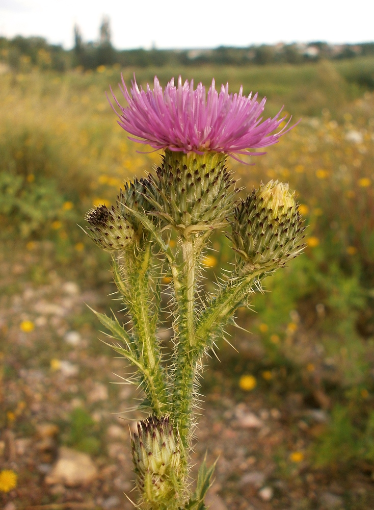 Image of Carduus acanthoides specimen.