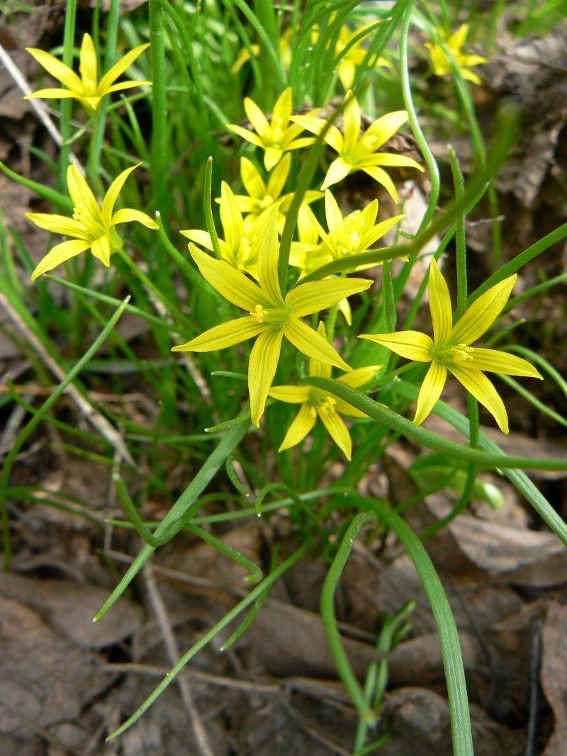 Image of Gagea minima specimen.