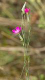 род Dianthus