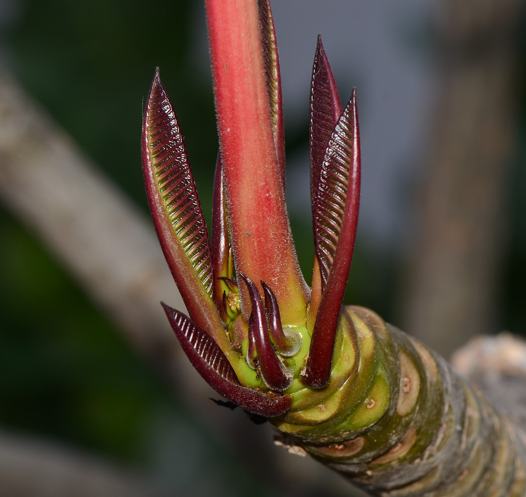 Изображение особи Plumeria rubra.