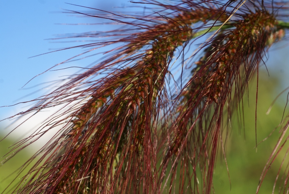 Изображение особи Echinochloa caudata.