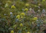 Chrysosplenium sibiricum