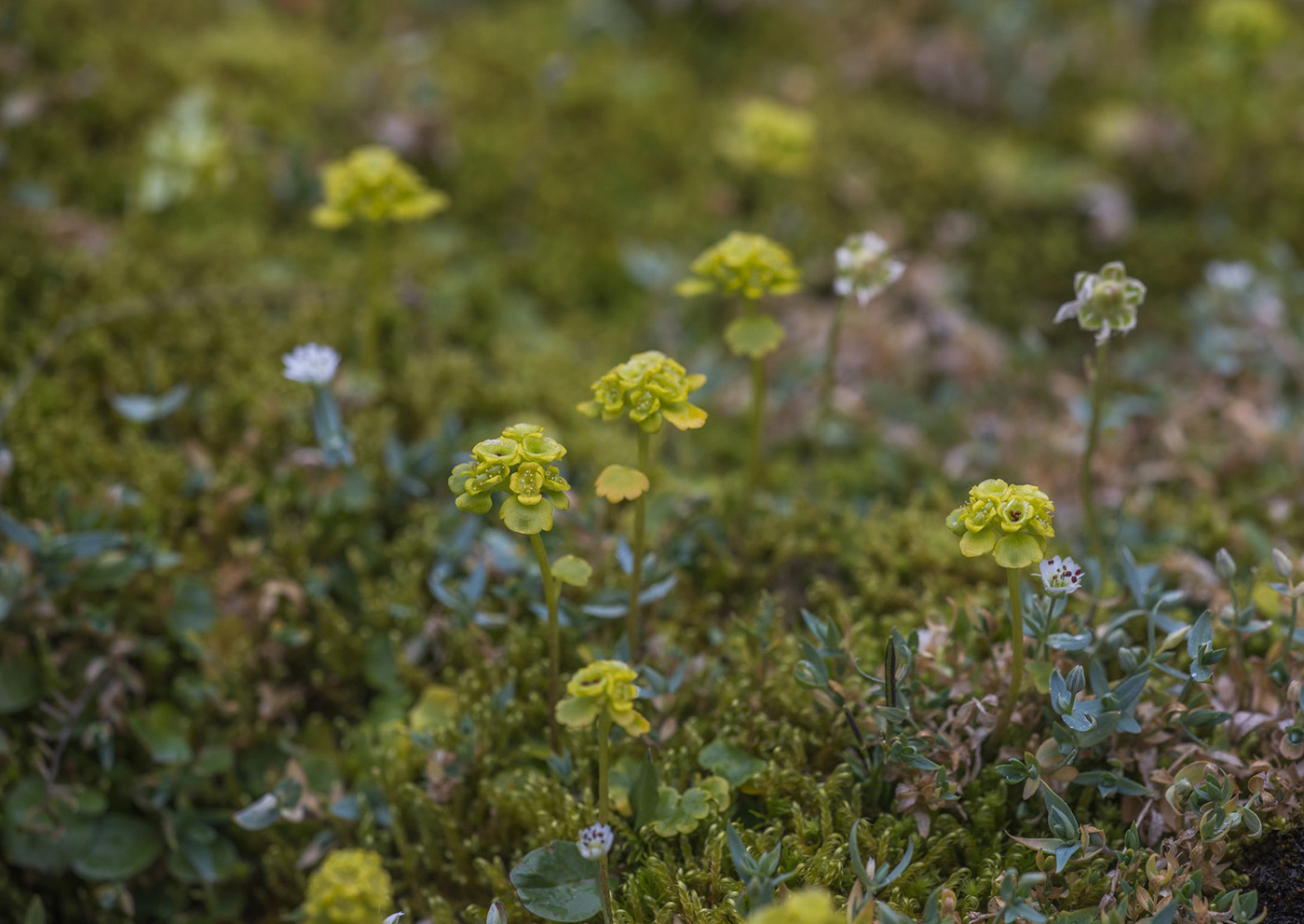 Изображение особи Chrysosplenium sibiricum.