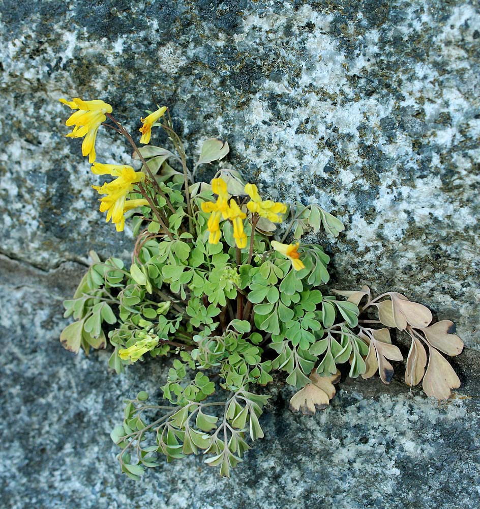 Image of Pseudo-fumaria lutea specimen.