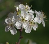 Cerasus vulgaris. Цветки. Московская обл., Раменский р-н, окр. дер. Хрипань, садовый участок. 14.05.2014.