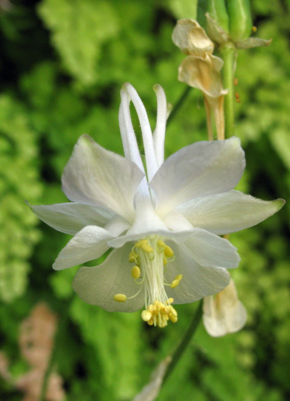 Изображение особи Aquilegia vicaria.