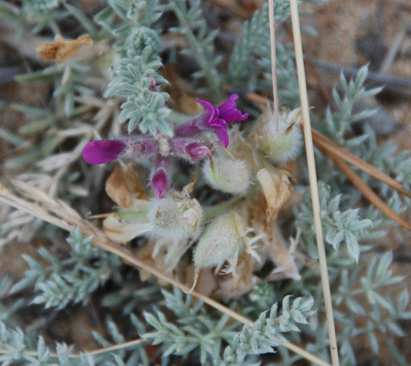 Image of Oxytropis lanata specimen.