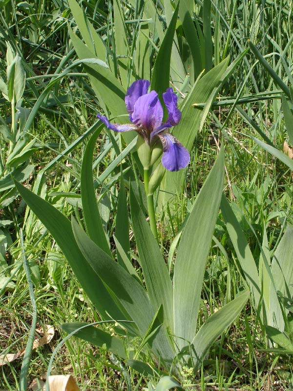 Image of Iris alberti specimen.