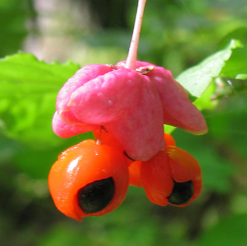 Изображение особи Euonymus verrucosus.