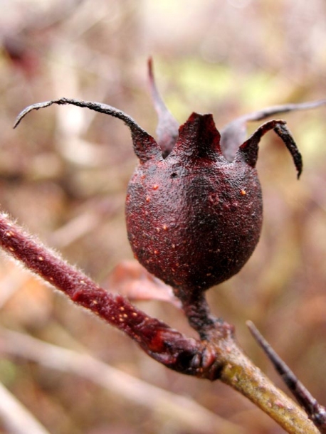 Image of Mespilus germanica specimen.