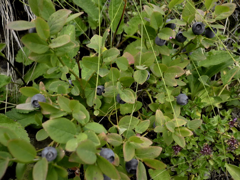 Image of Vaccinium myrtillus specimen.