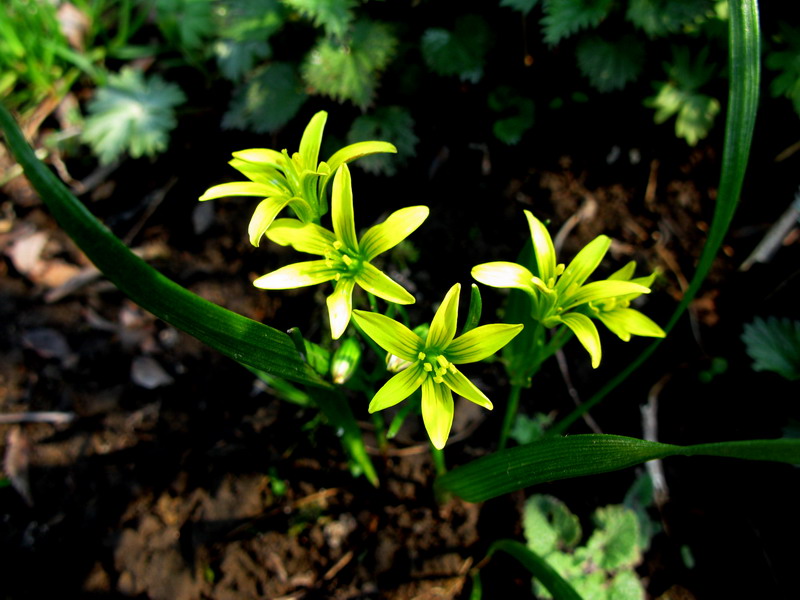 Изображение особи Gagea granulosa.