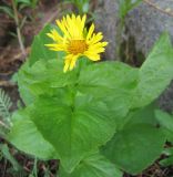 Doronicum altaicum