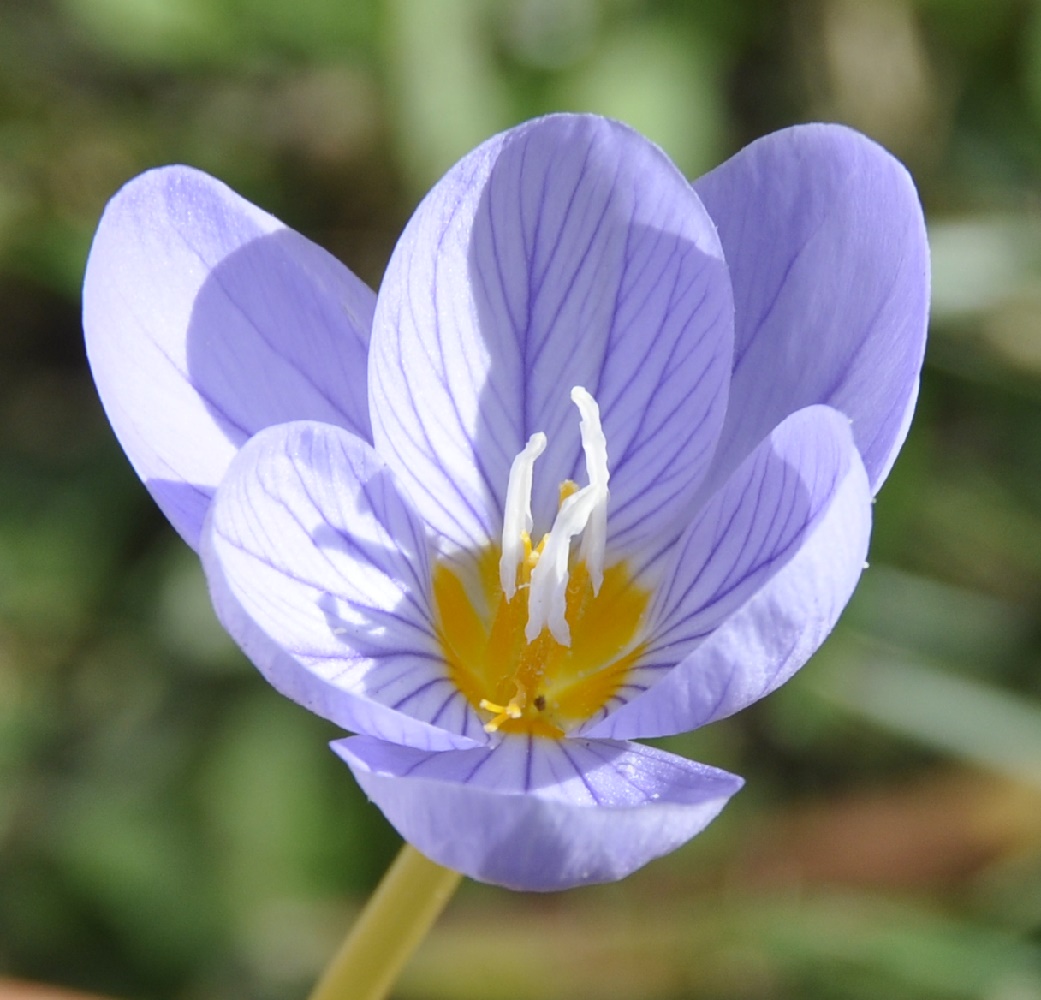 Image of Crocus pulchellus specimen.