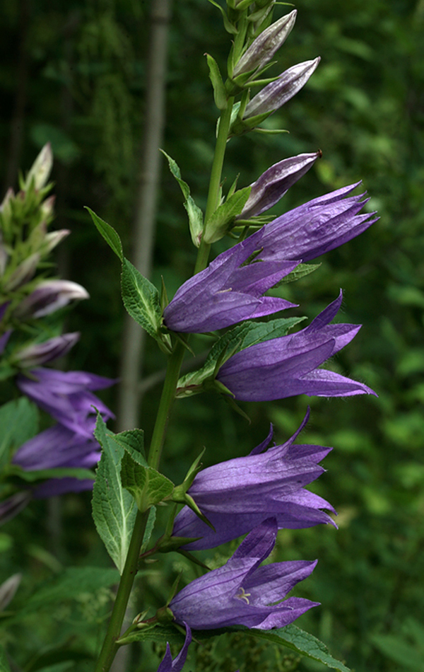 Image of Campanula latifolia specimen.