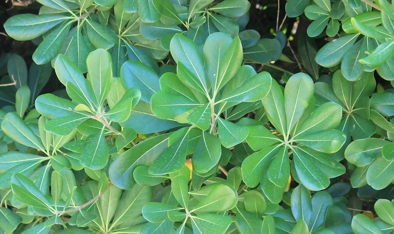 Image of Pittosporum tobira specimen.