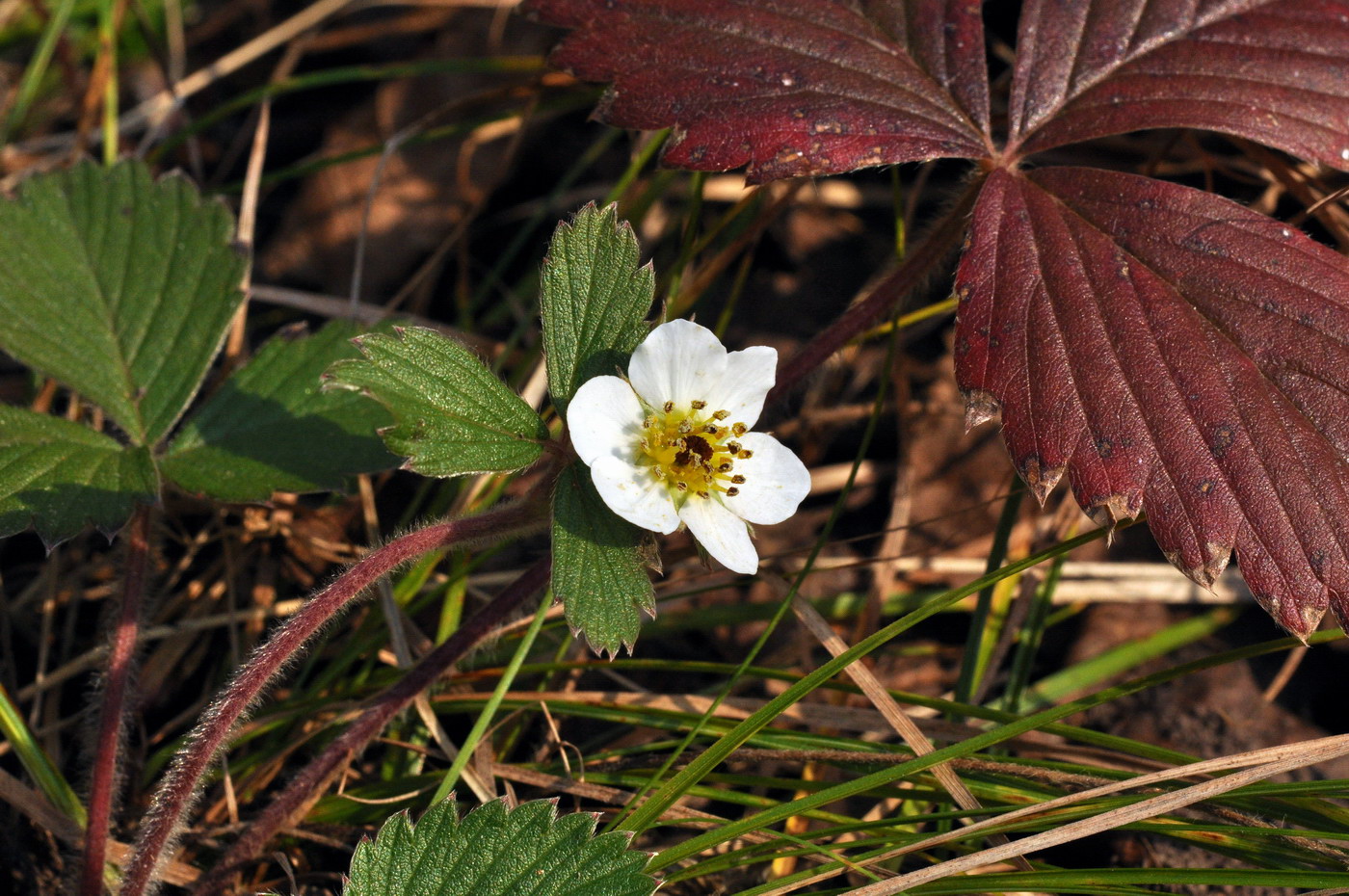 Изображение особи Fragaria orientalis.