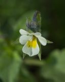 Viola arvensis