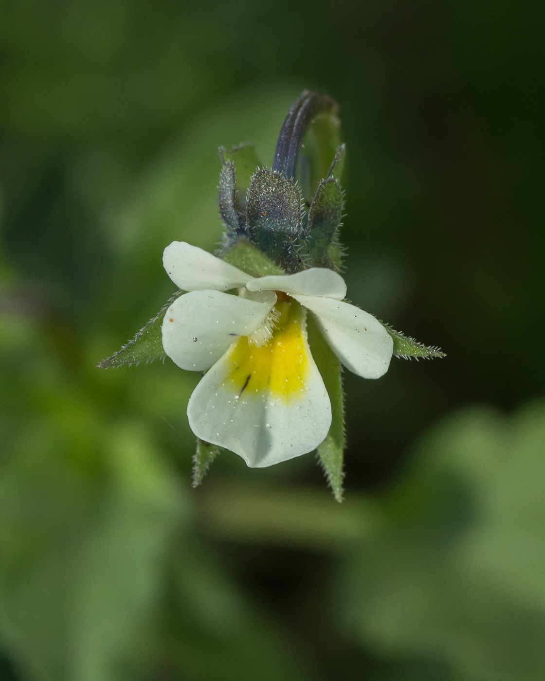 Изображение особи Viola arvensis.