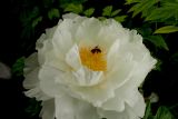 Paeonia suffruticosa