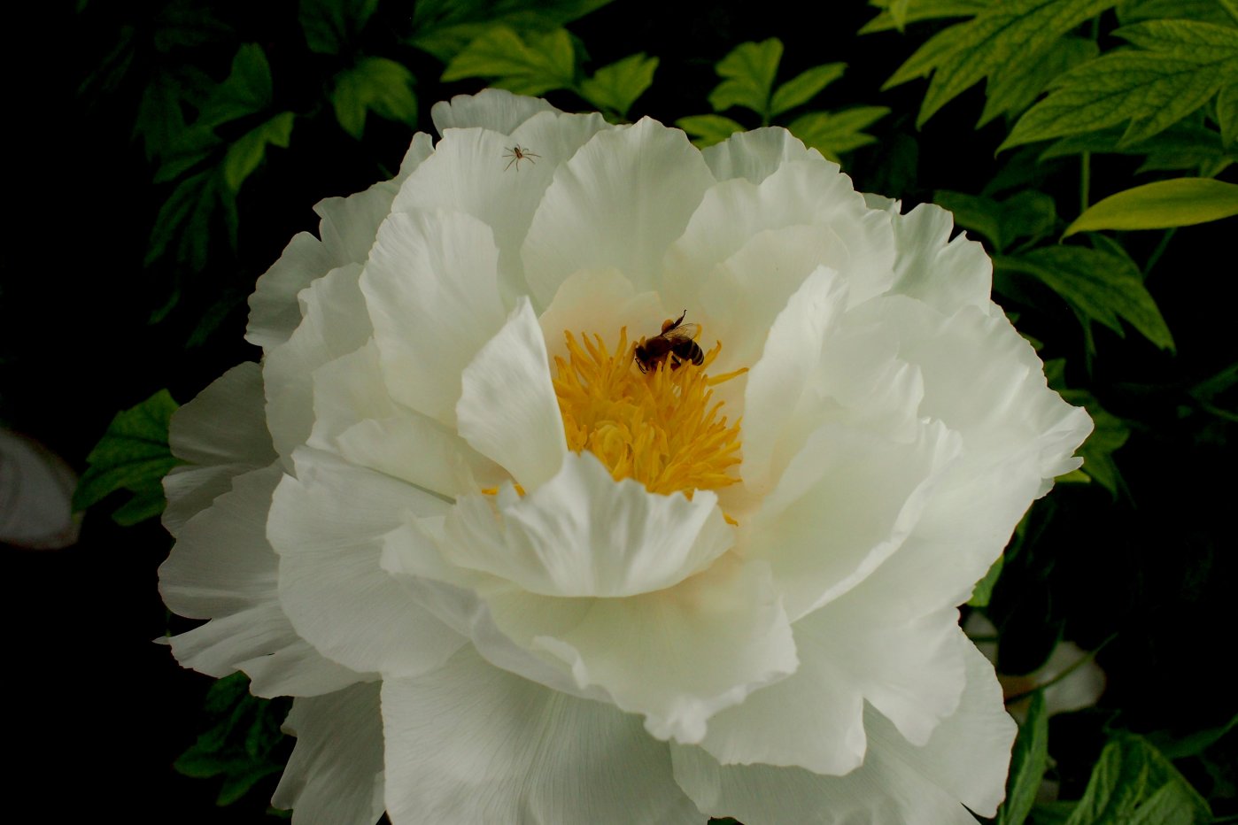 Image of Paeonia suffruticosa specimen.