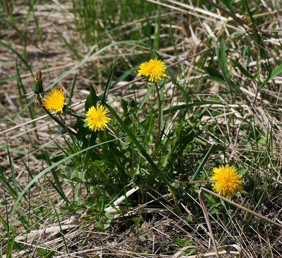 Изображение особи Taraxacum officinale.