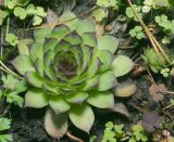 Sempervivum tectorum