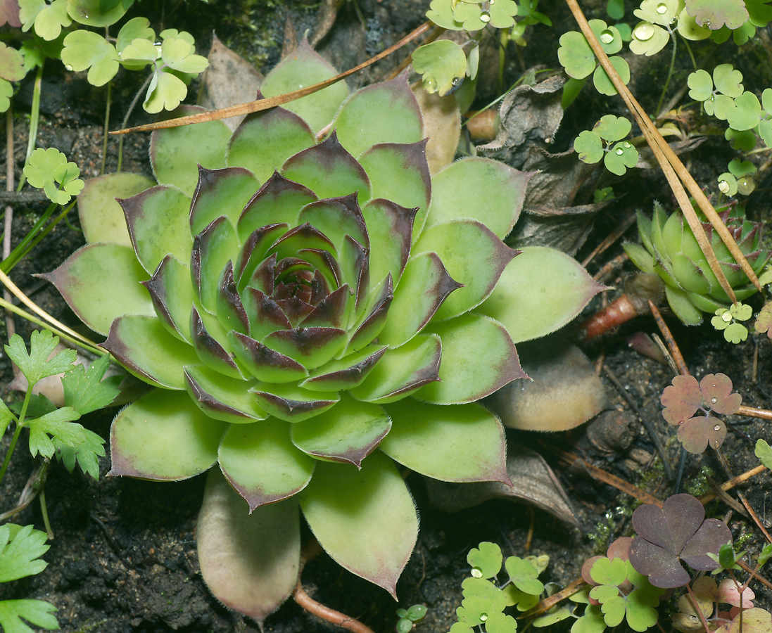 Изображение особи Sempervivum tectorum.