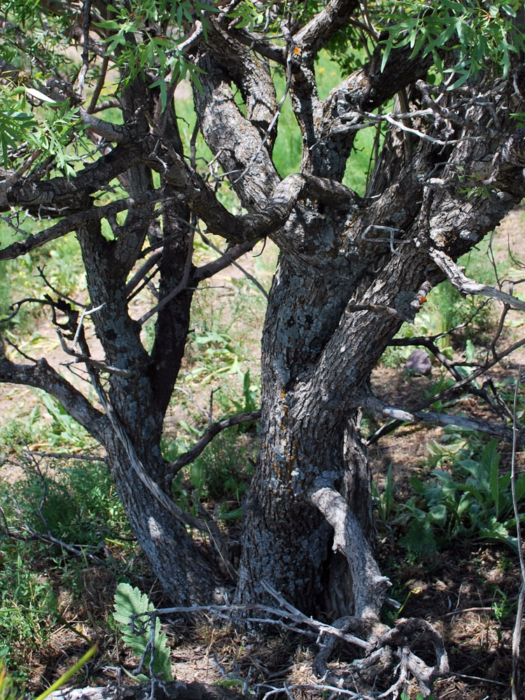 Image of Pyrus regelii specimen.