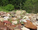 Vicia angustifolia. Цветущее и плодоносящее растение. Краснодарский край, Абинский р-н, окр. станицы Эриванская, галечно-валунный берег р. Абин. 06.06.2015.