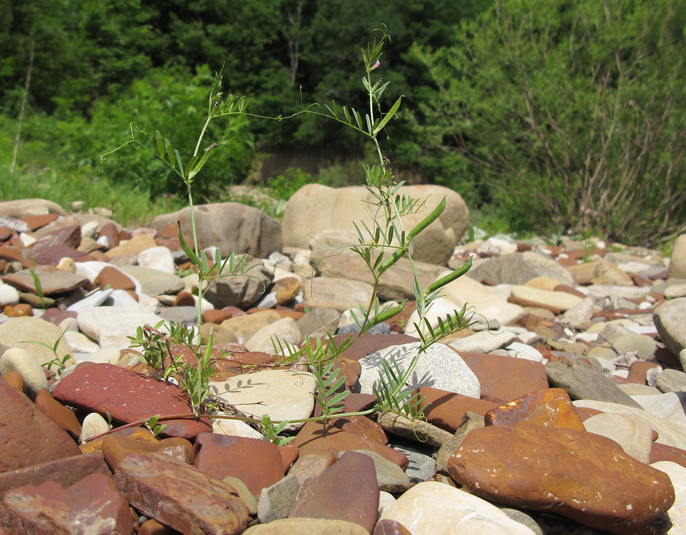 Image of Vicia angustifolia specimen.