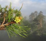 Pinus sylvestris подвид hamata. Верхушка ветви с микростробилами. Адыгея, Кавказский государственный природный биосферный заповедник, хр. Каменное Море, ок. 2100 м н.у.м., на скале. 12.06.2015.