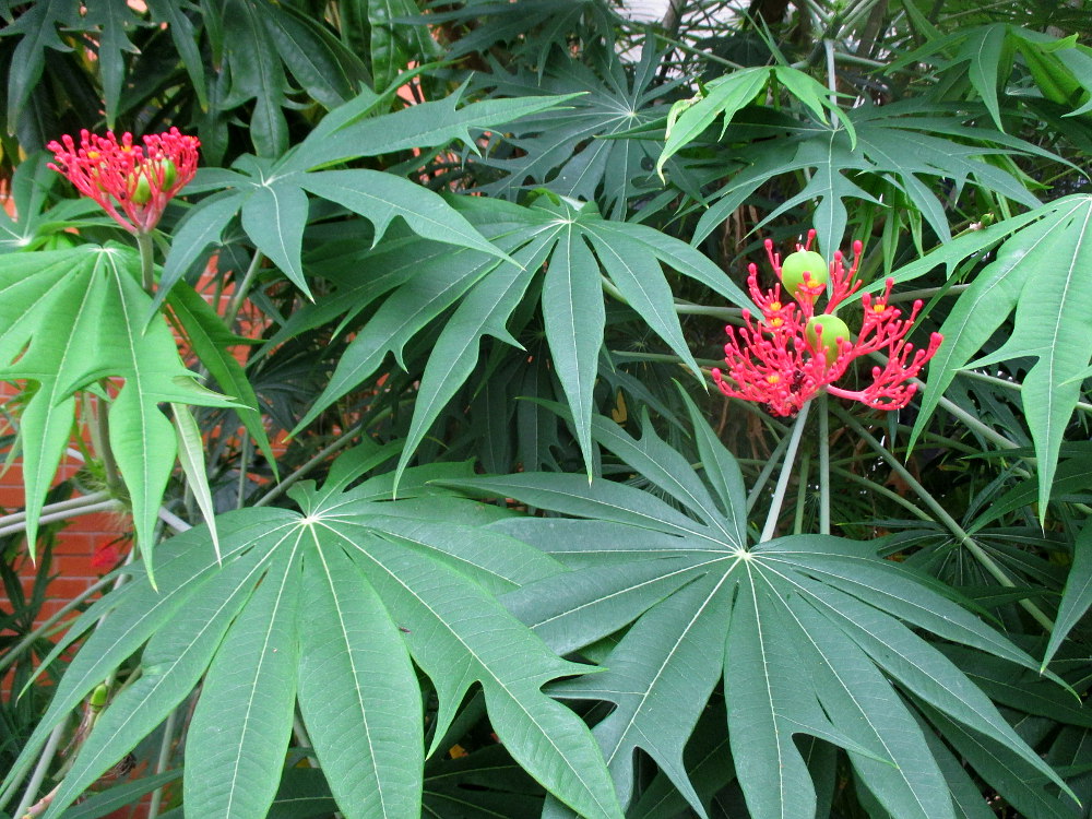 Image of Jatropha multifida specimen.