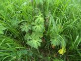 Geranium sylvaticum