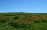 Paeonia tenuifolia