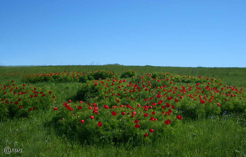 Image of Paeonia tenuifolia specimen.
