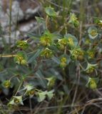 Euphorbia apios