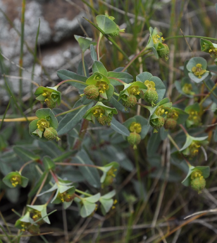 Изображение особи Euphorbia apios.
