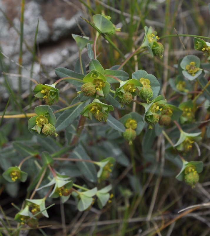 Image of Euphorbia apios specimen.